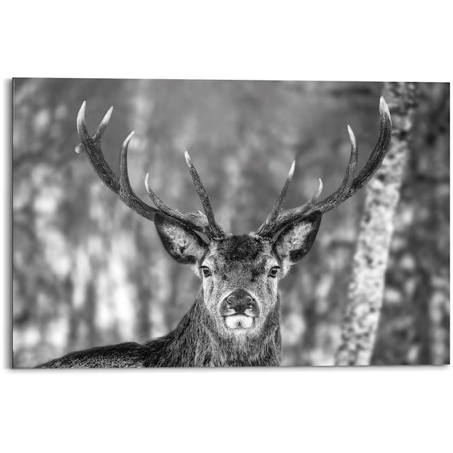 ❤ Reinders! Holzbild »Deco Panel 60x90 Winter Deer« kaufen im  Jelmoli-Online Shop | Poster