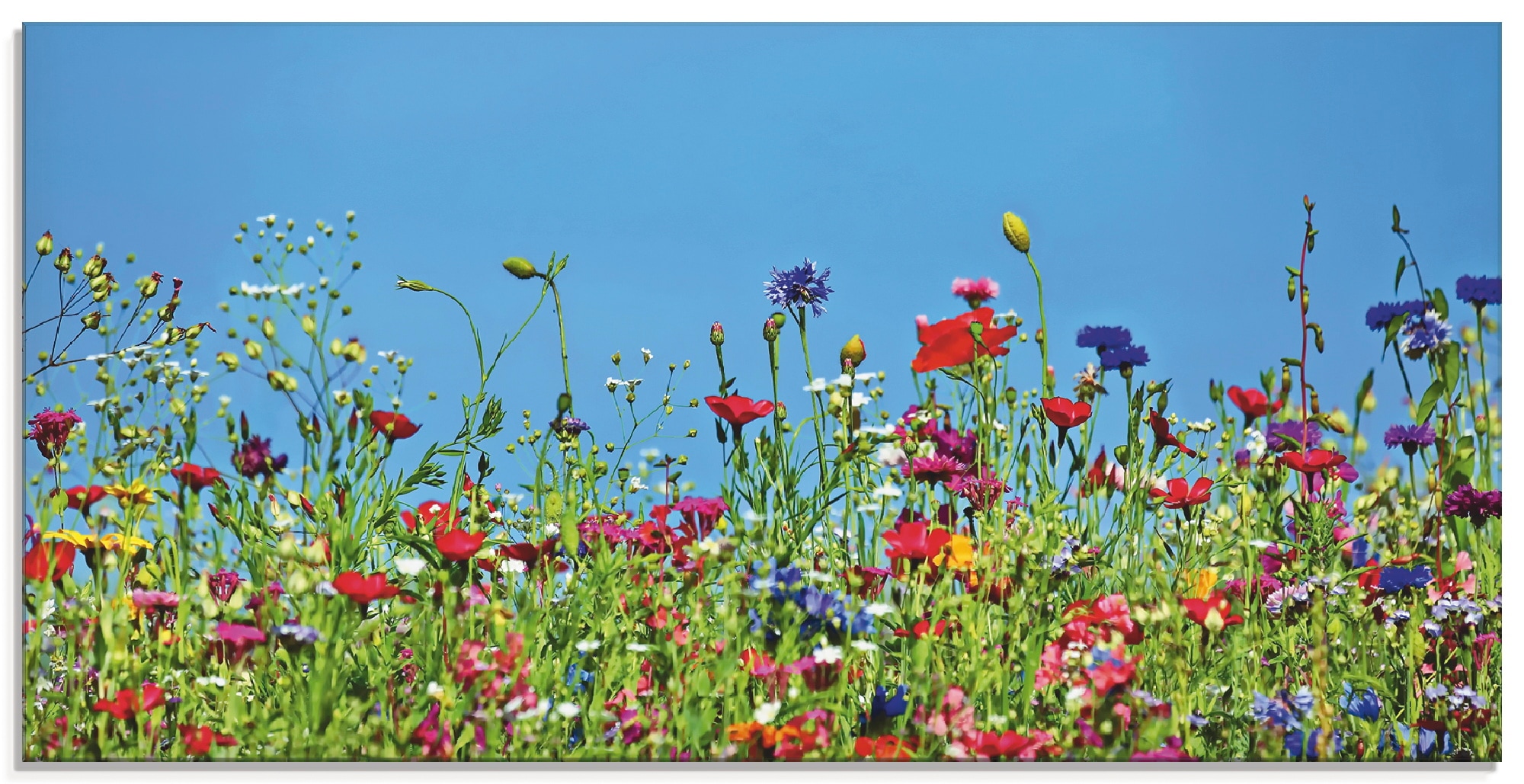 Glasbild | verschiedenen Artland Blumenwiese, »Blumenwiese Grössen in II«, kaufen St.), Jelmoli-Versand online (1