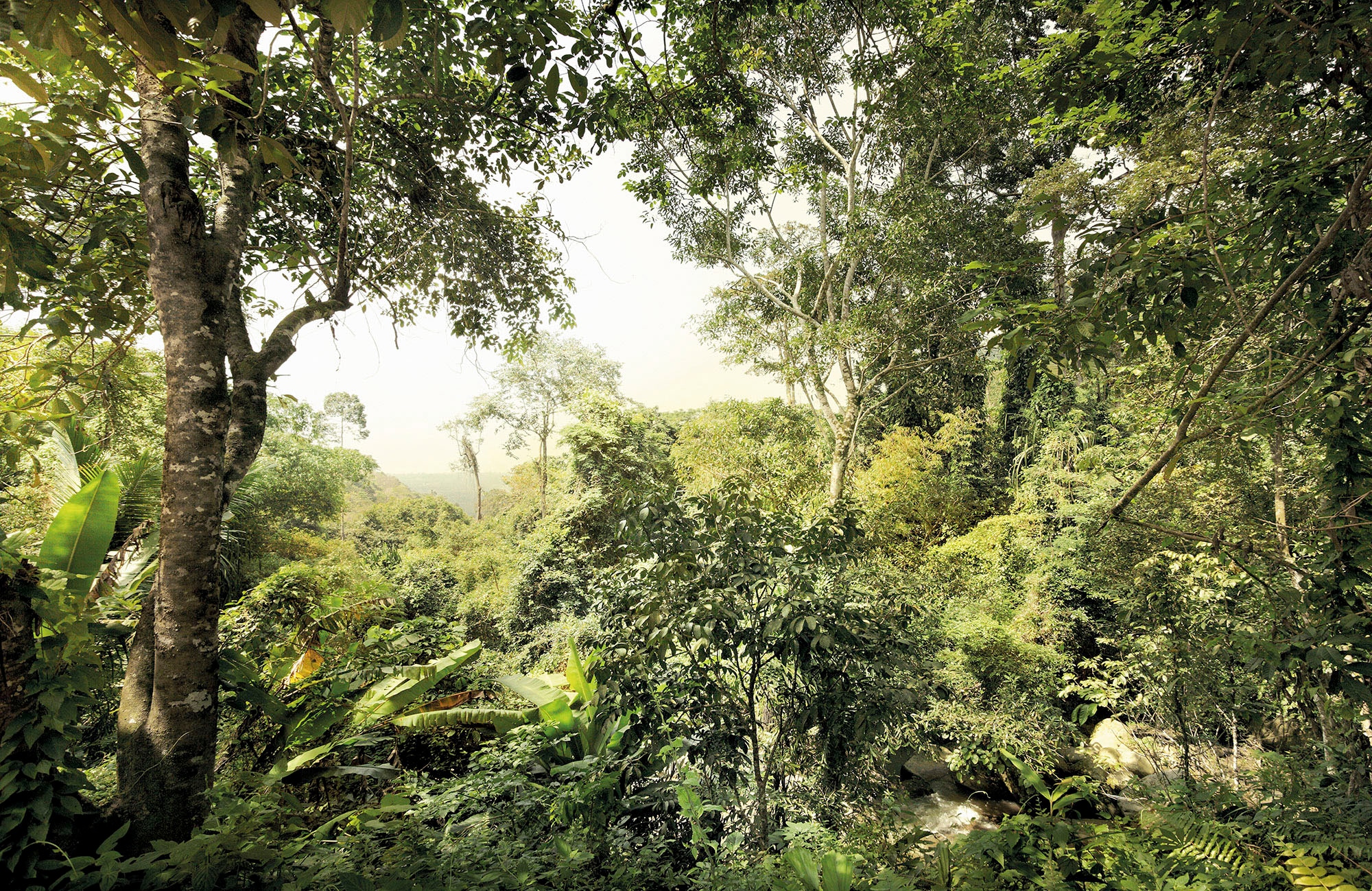 ❤ Komar Vliestapete »Dschungel«, 400x260 cm (Breite x Höhe) kaufen im  Jelmoli-Online Shop