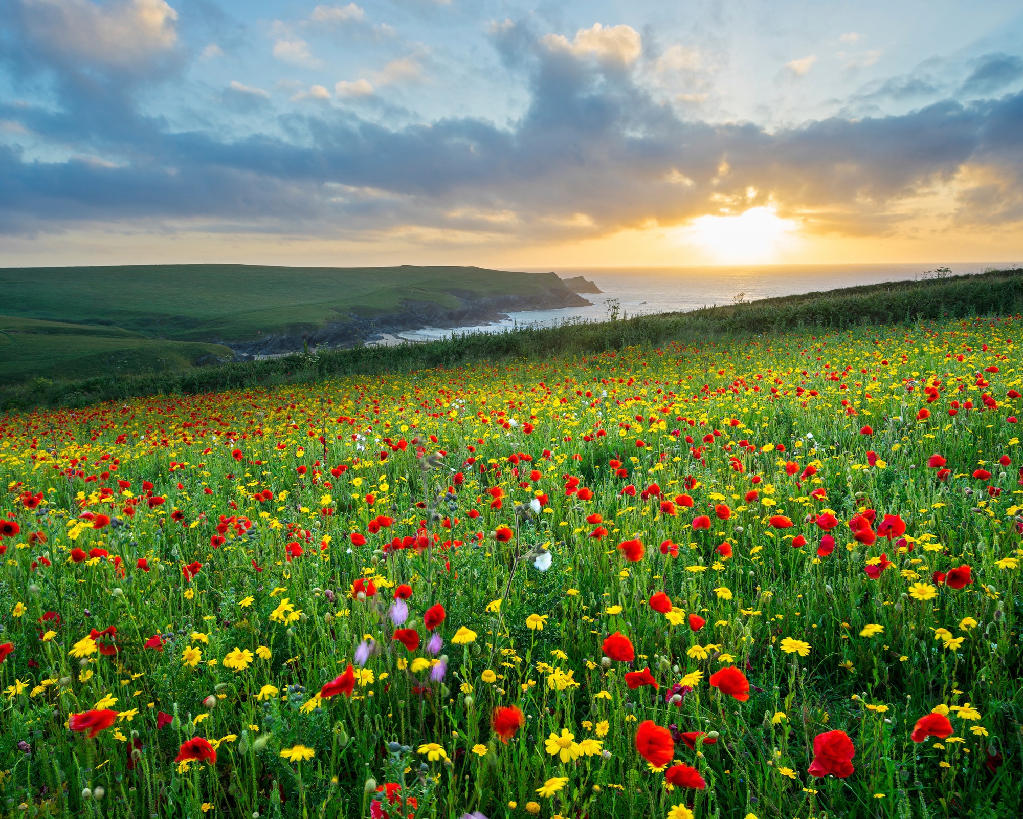 Papermoon Fototapete »BLUMEN-WIESE-MOHN FELD CORNWALL MEER KÜSTE SONNE WOLKEN«