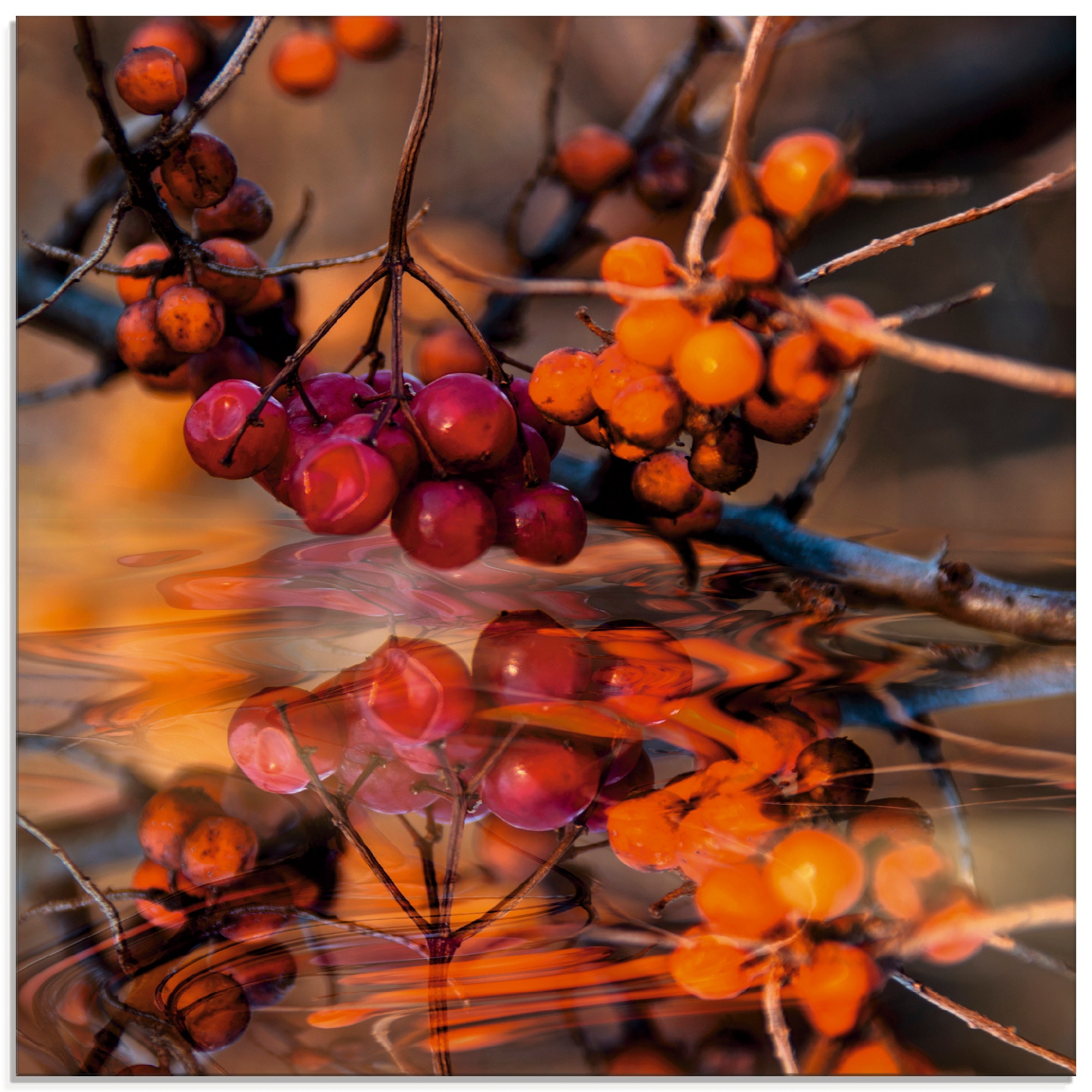 | Leinwandbild, (1 Poster Beeren »Rote online Grössen Jelmoli-Versand Artland Wildbeeren«, Alubild, Wandbild Wandaufkleber versch. St.), in Pflanzen, oder bestellen - als