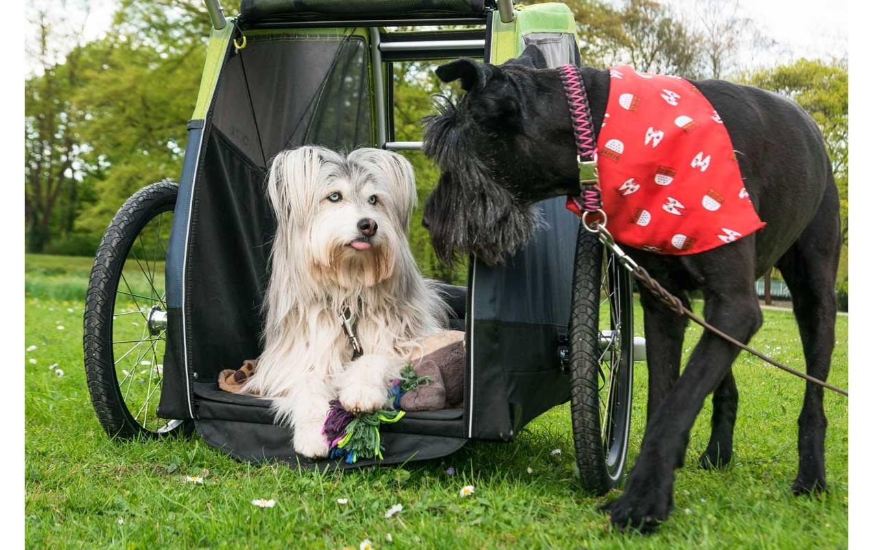Croozer Fahrradhundeanhänger »Dog Jokke (XL)«