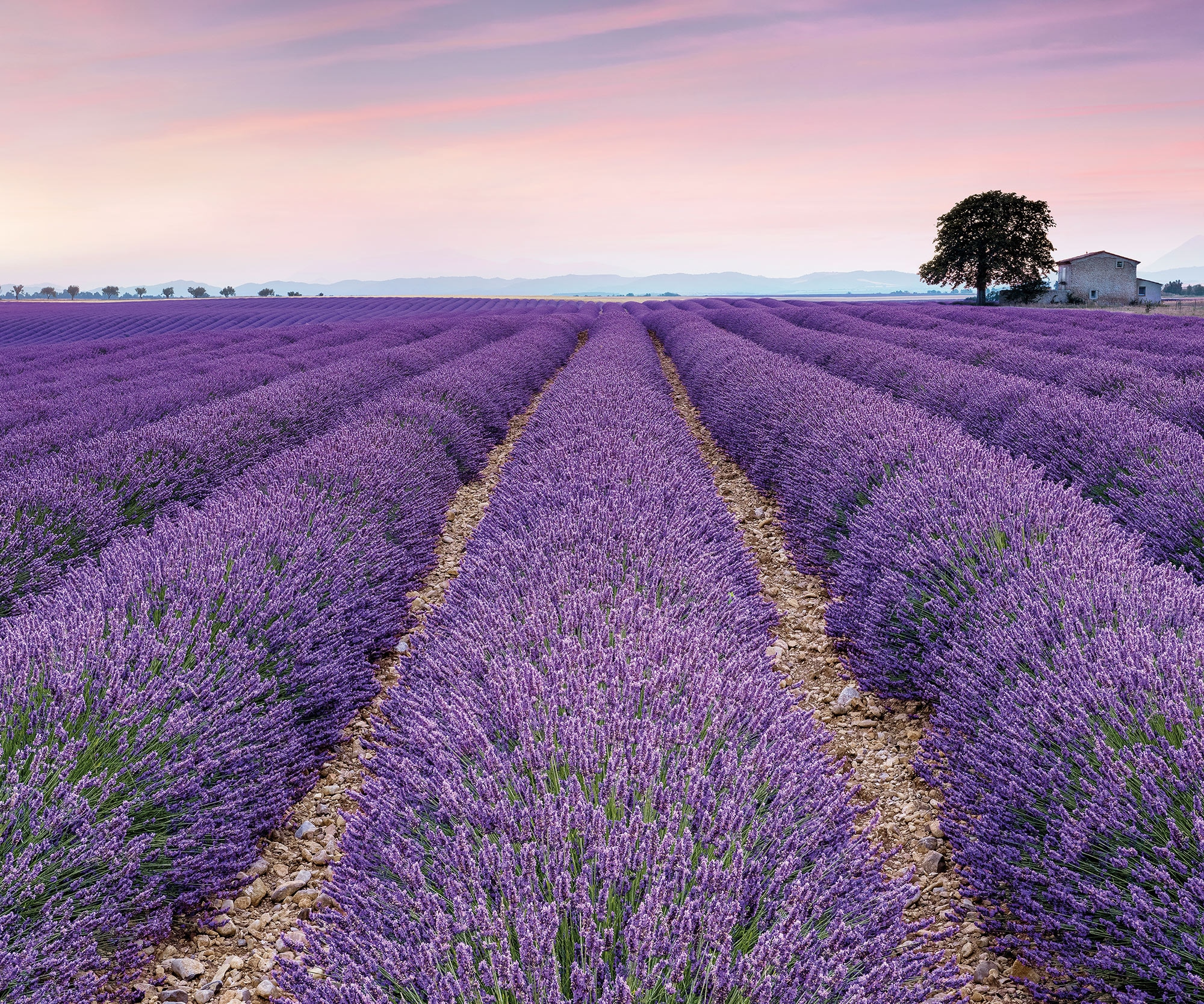 Komar Fototapete »Digitaldruck Vlies - Provence - Grösse 300 x 250 cm«, bedruckt,...