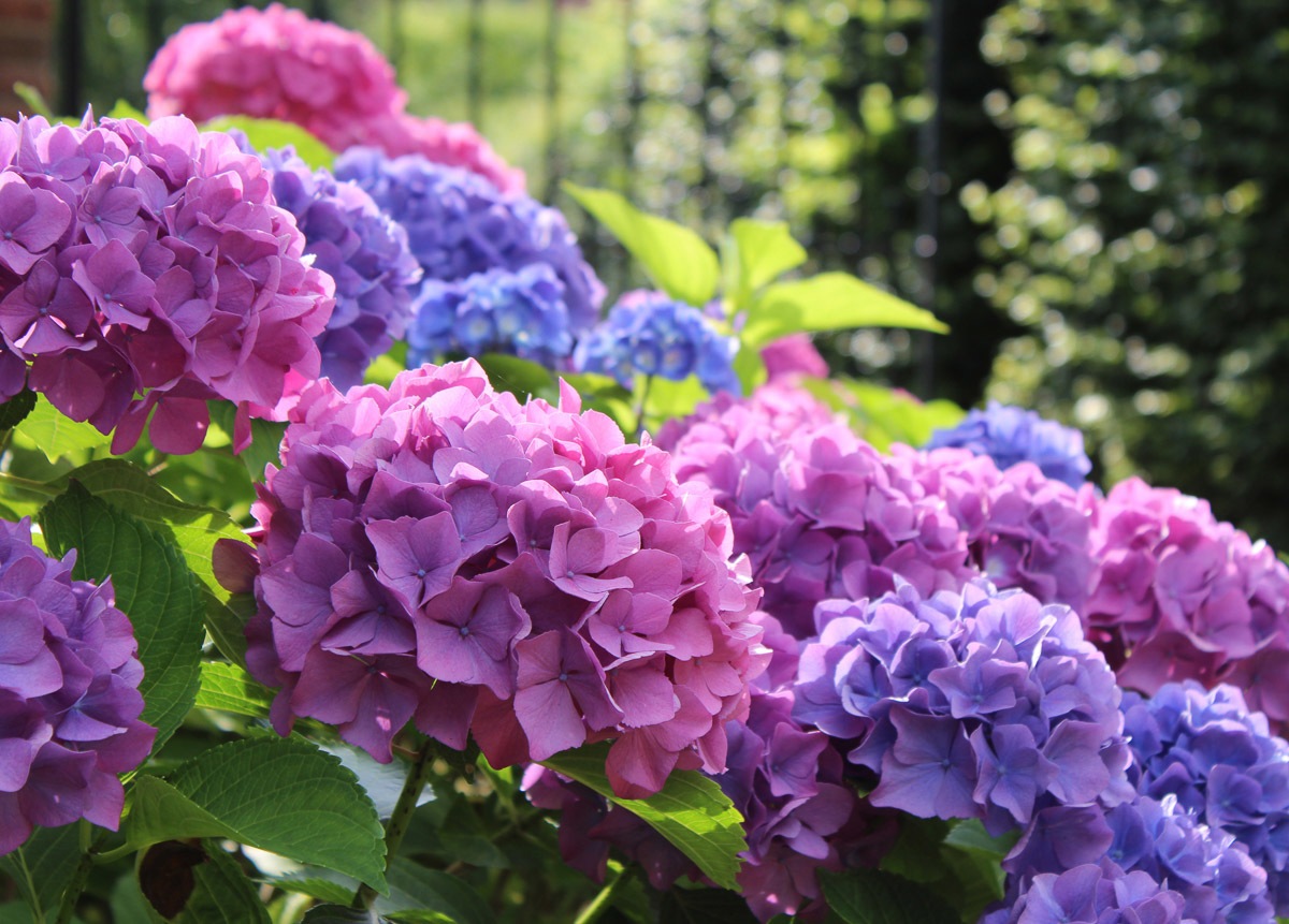 Papermoon Fototapete »Hydrangea Macrophylla« kaufen