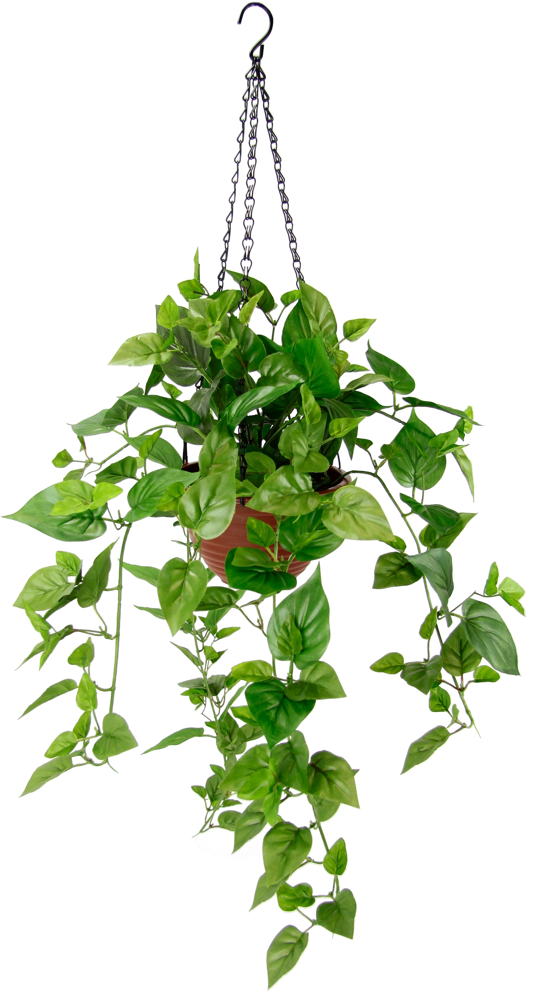 Kunstpflanze »Efeutute«, shoppen online my home Topf, Jelmoli-Versand künstliche mit Hängepflanze Im Hängeampel, |
