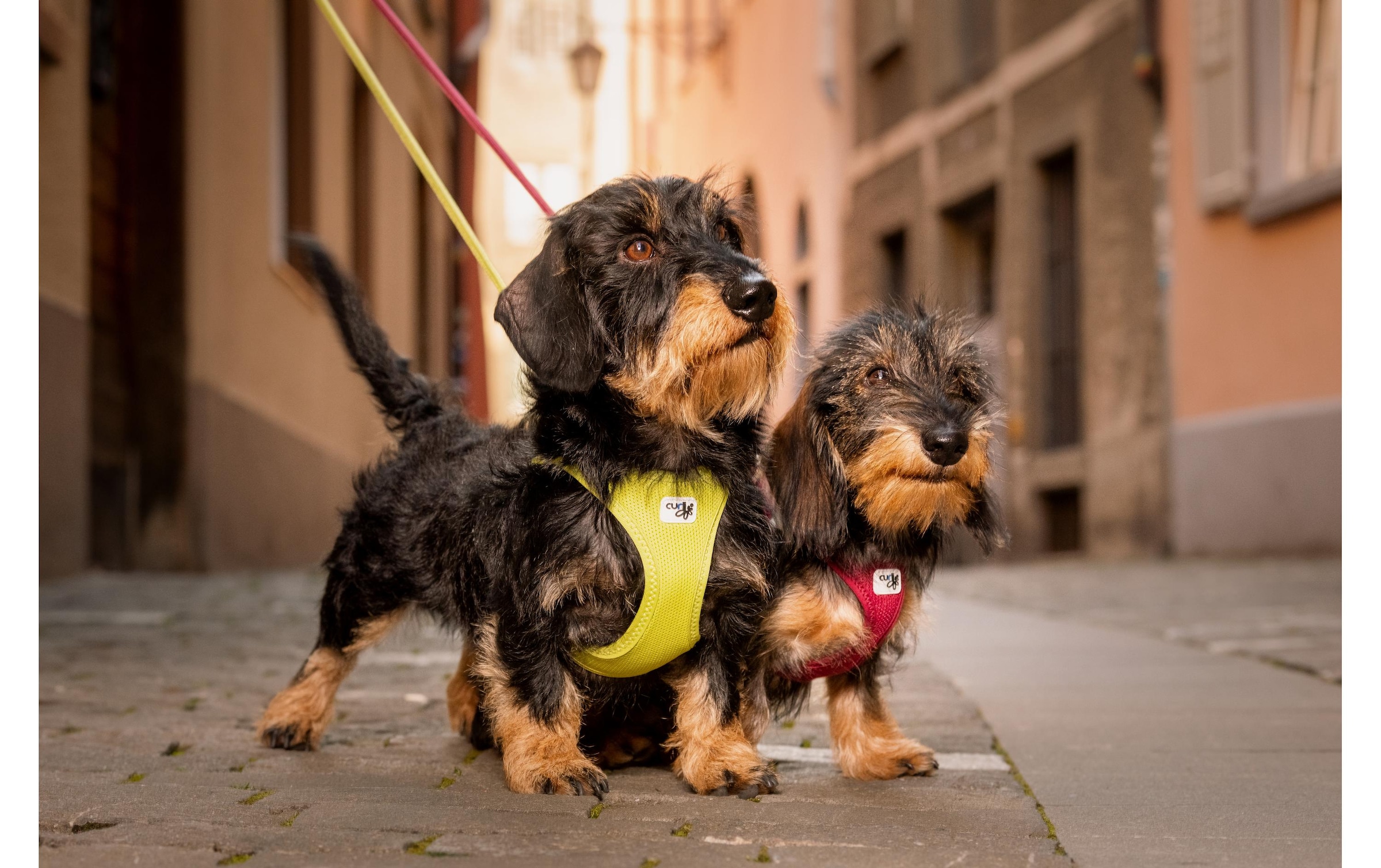 Curli Hunde-Geschirr »Vest Air-Mesh S«, Polyester, Hunderasse: Maltese