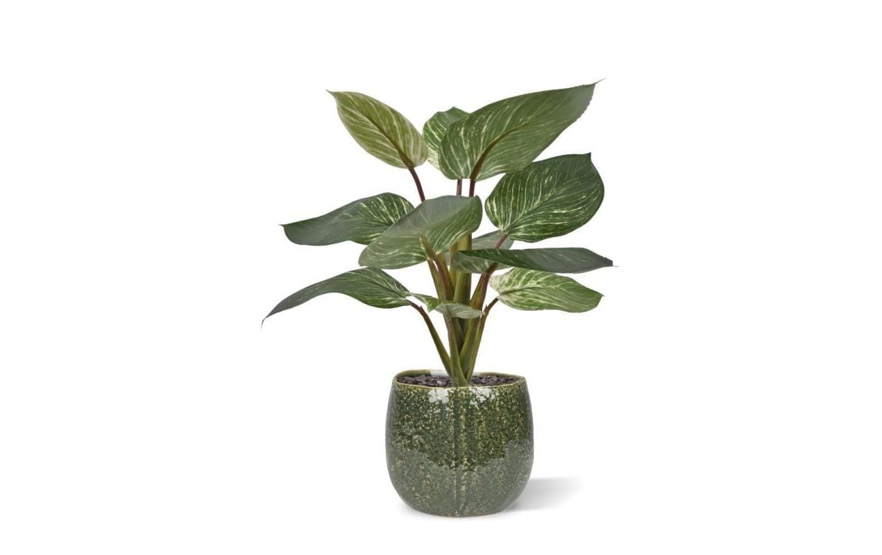 Botanic-Haus Kunstblume »Philodendron Birkin 30 cm«