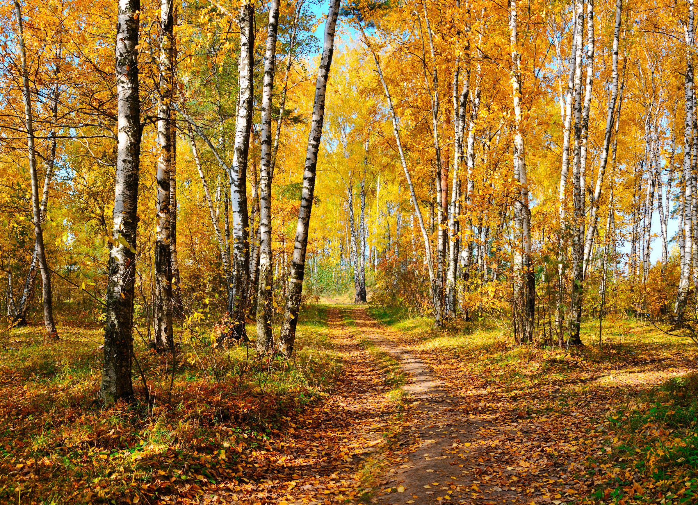Papermoon Fototapete »Autumn Forest«