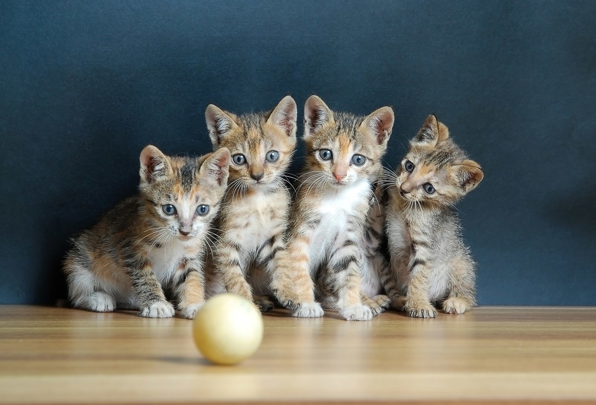 Papermoon Fototapete »Süsse katzen«