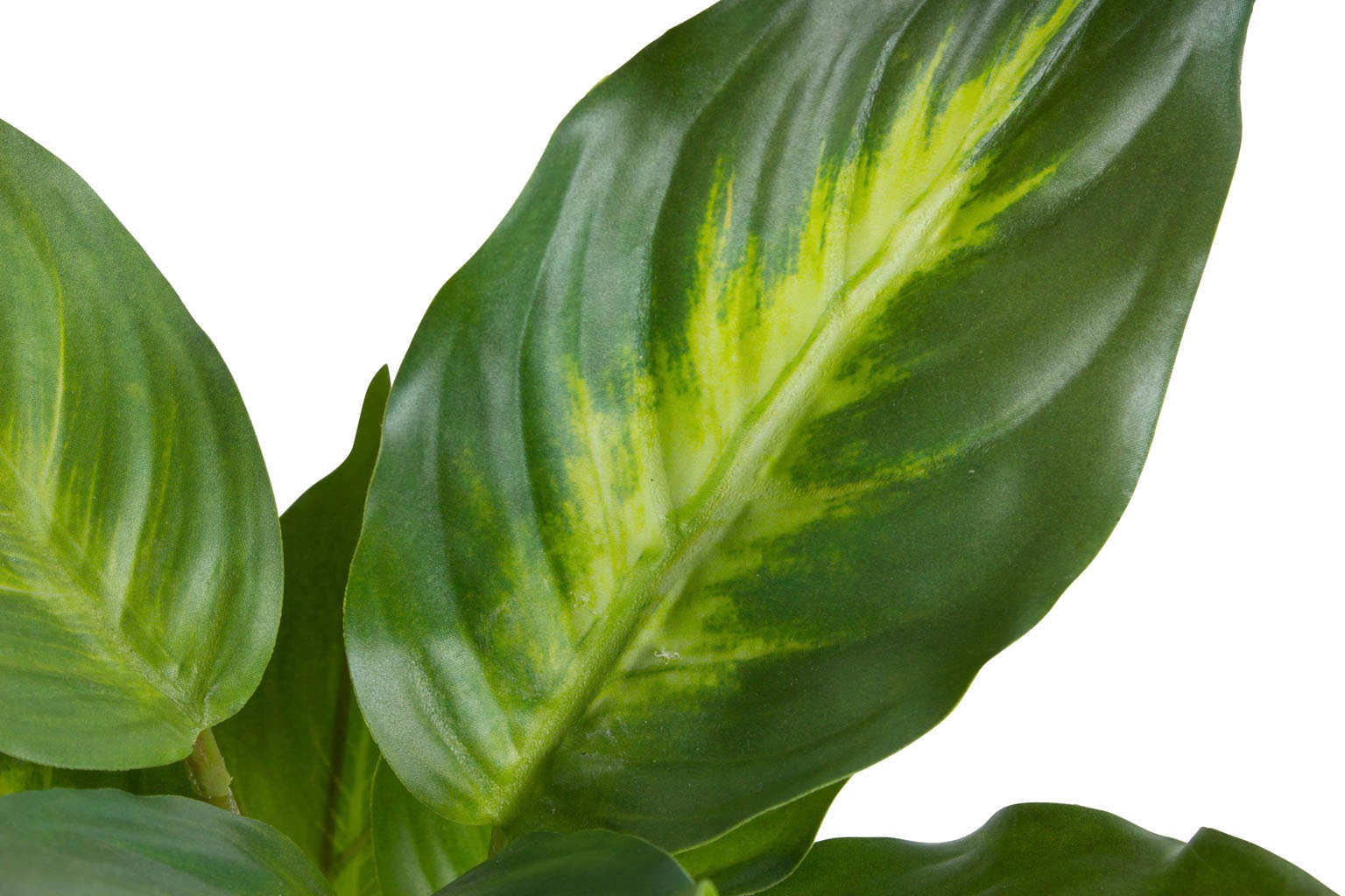 Botanic-Haus Künstliche Zimmerpflanze »Dieffenbachia Camila« online kaufen  | Jelmoli-Versand