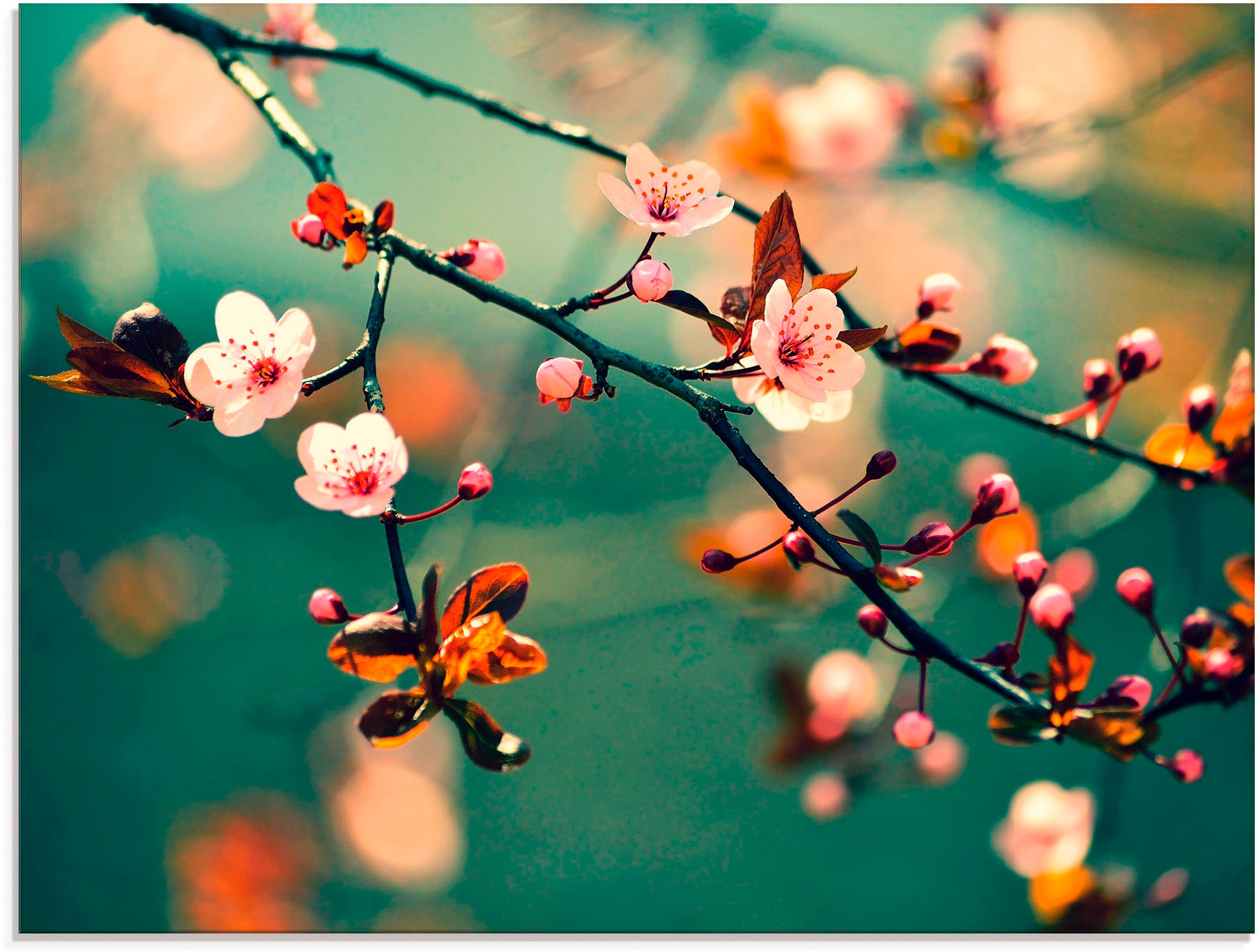 Artland Glasbild "Japanische Kirsch Sakura Blumen" Blumen 1 Stk. tlg. in verschiedenen Grössen