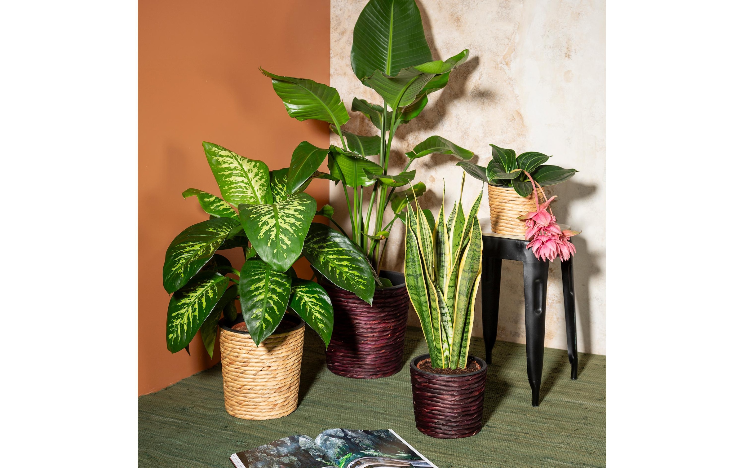 Scheurich Blumentopf »mit Plastikeinsatz 24 x 24 cm«