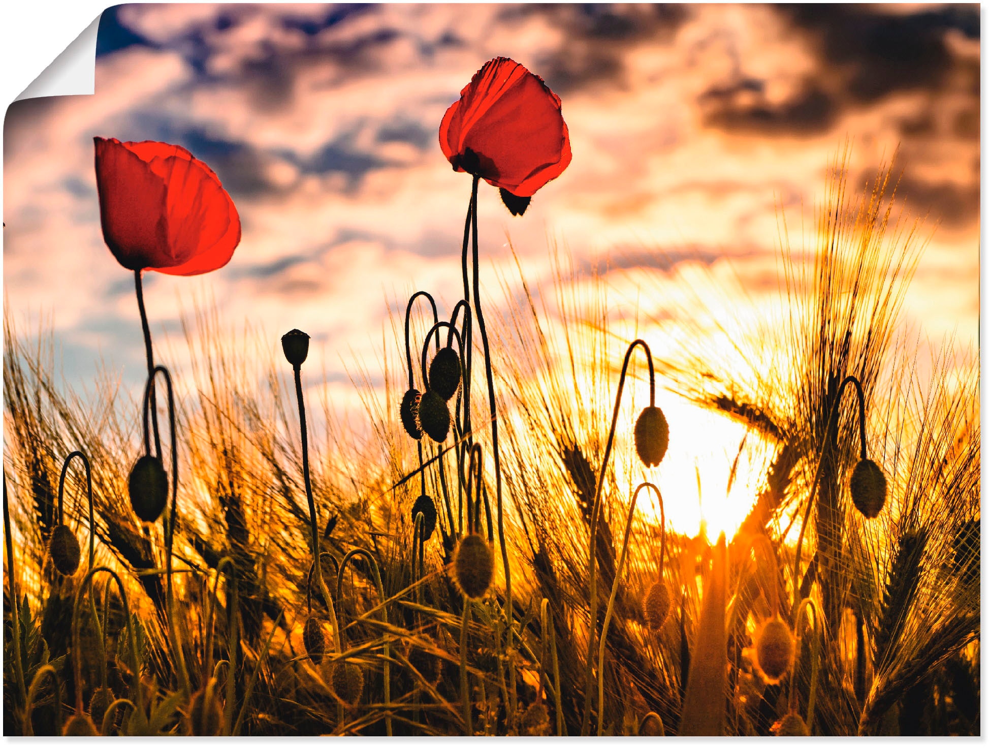 Artland Wandbild »Mohnblumen oder als in St.), kaufen versch. Sonnenuntergang«, Jelmoli-Versand Poster | Grössen (1 online Leinwandbild, Blumen, im Alubild, Wandaufkleber