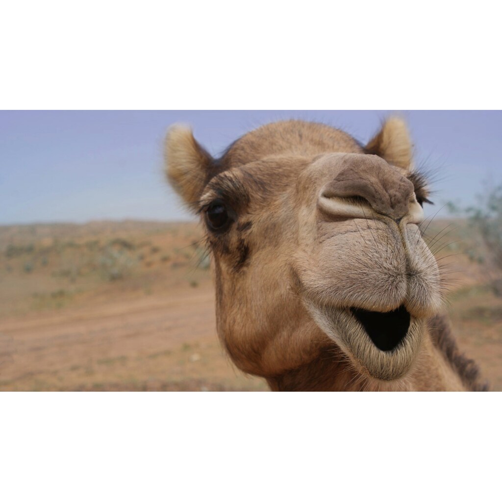 Papermoon Fototapete »Kamel«