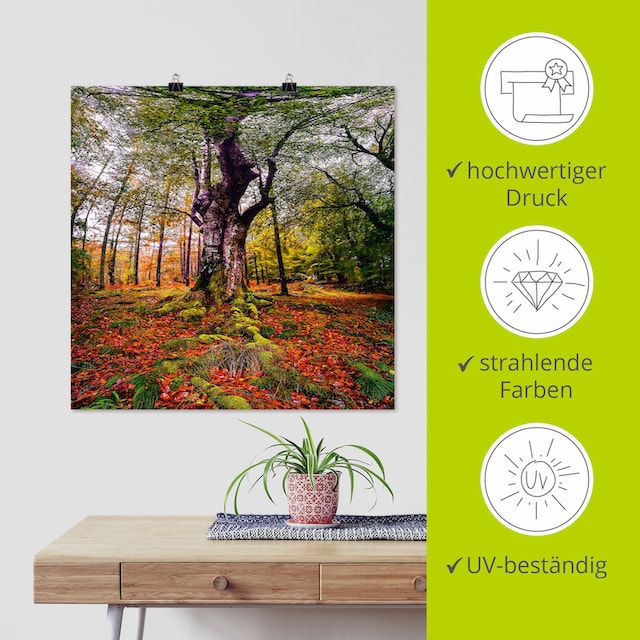 Artland Wandbild »Baum im Wald«, Baumbilder, (1 St.), als Alubild,  Leinwandbild, Wandaufkleber oder Poster in versch. Grössen online kaufen |  Jelmoli-Versand