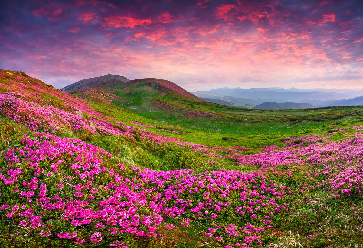 Papermoon Fototapete »Rhododendron Blumen«