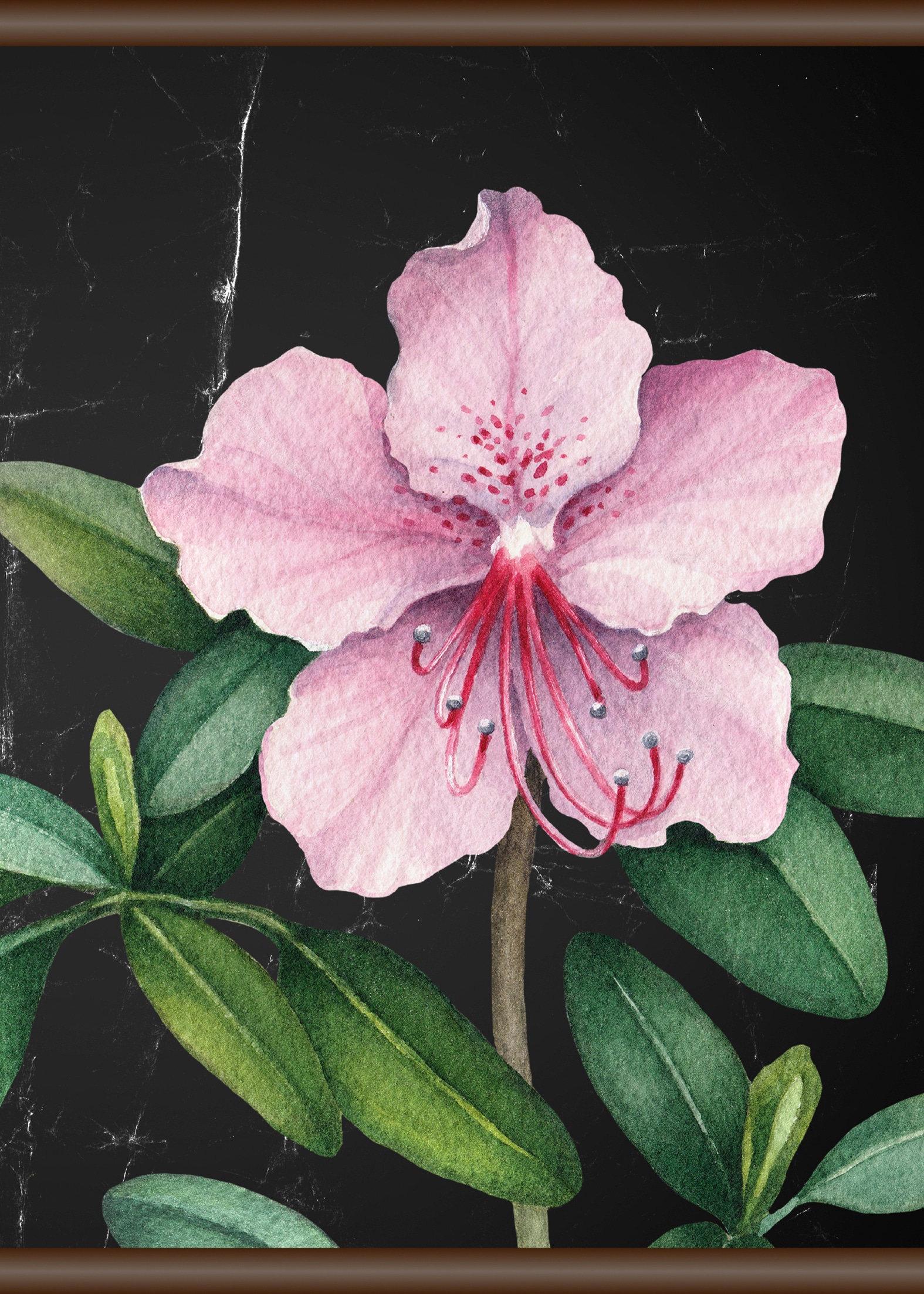 ❤ queence Leinwandbild »Rosa Blüte«, 50x70 cm ordern im Jelmoli-Online Shop
