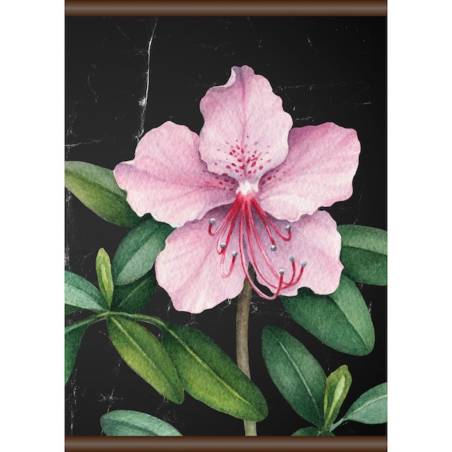 ❤ queence Leinwandbild »Rosa Blüte«, 50x70 cm ordern im Jelmoli-Online Shop