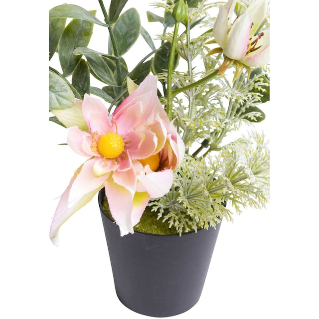 Botanic-Haus Künstliche Zimmerpflanze »Christrosen-Arrangement im schwarzen  Kunststofftopf« acheter