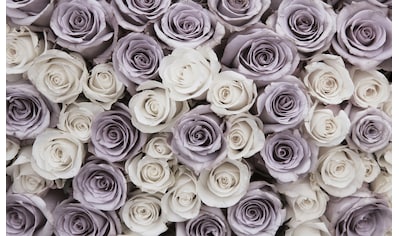 Consalnet Fototapete »Blumen Rosen«, Motiv kaufen
