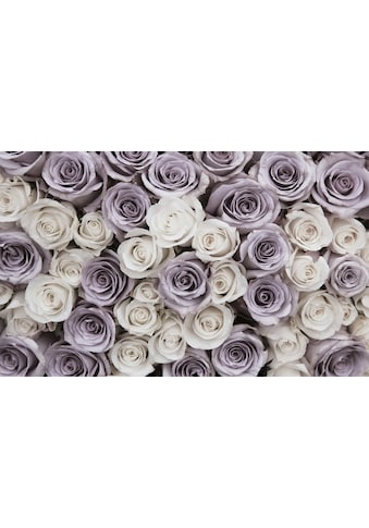 Consalnet Fototapete »Blumen Rosen«, Motiv kaufen