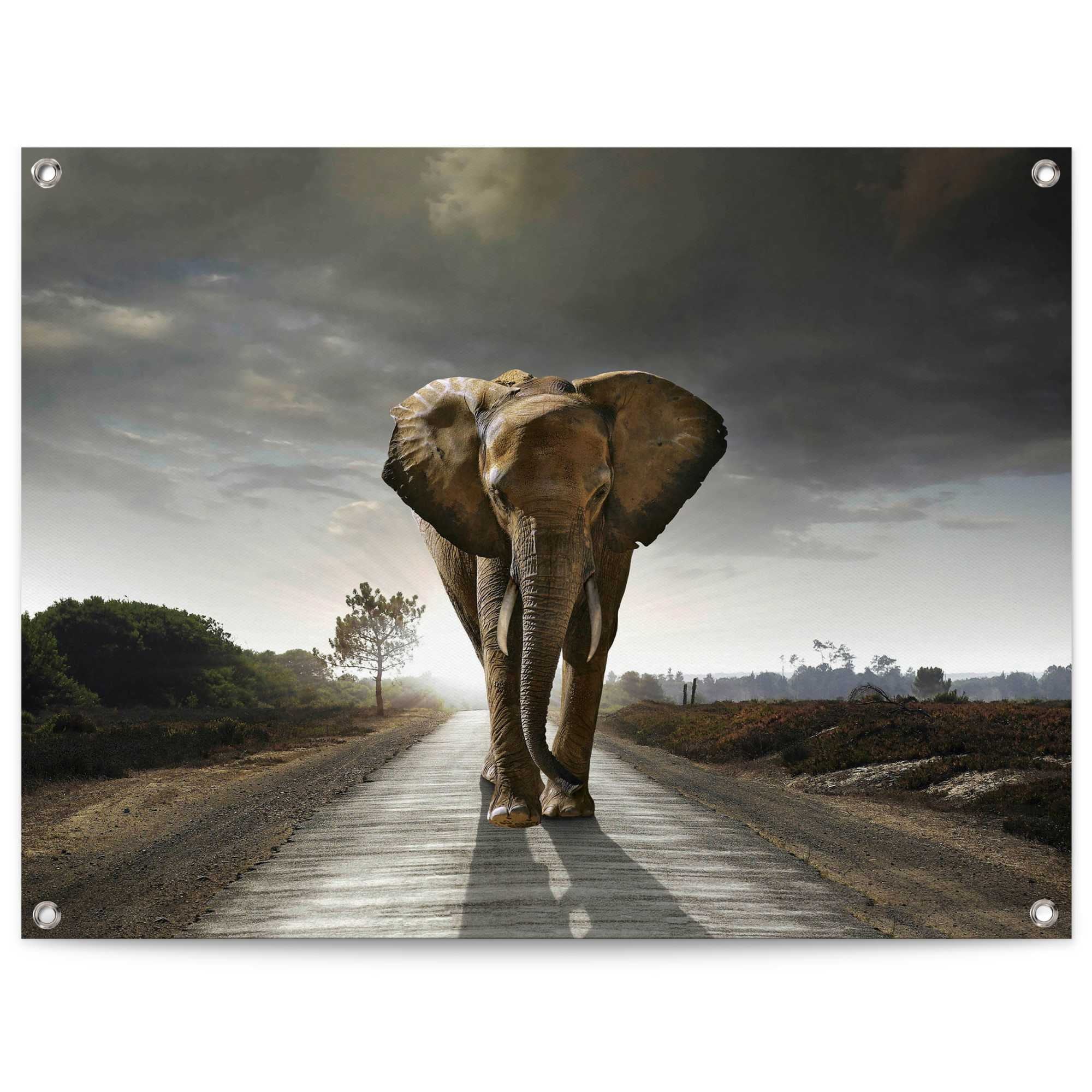 Reinders! Poster »Elefantenkönig«, Outdoor Jelmoli-Versand Balkon | shoppen online oder Garten für