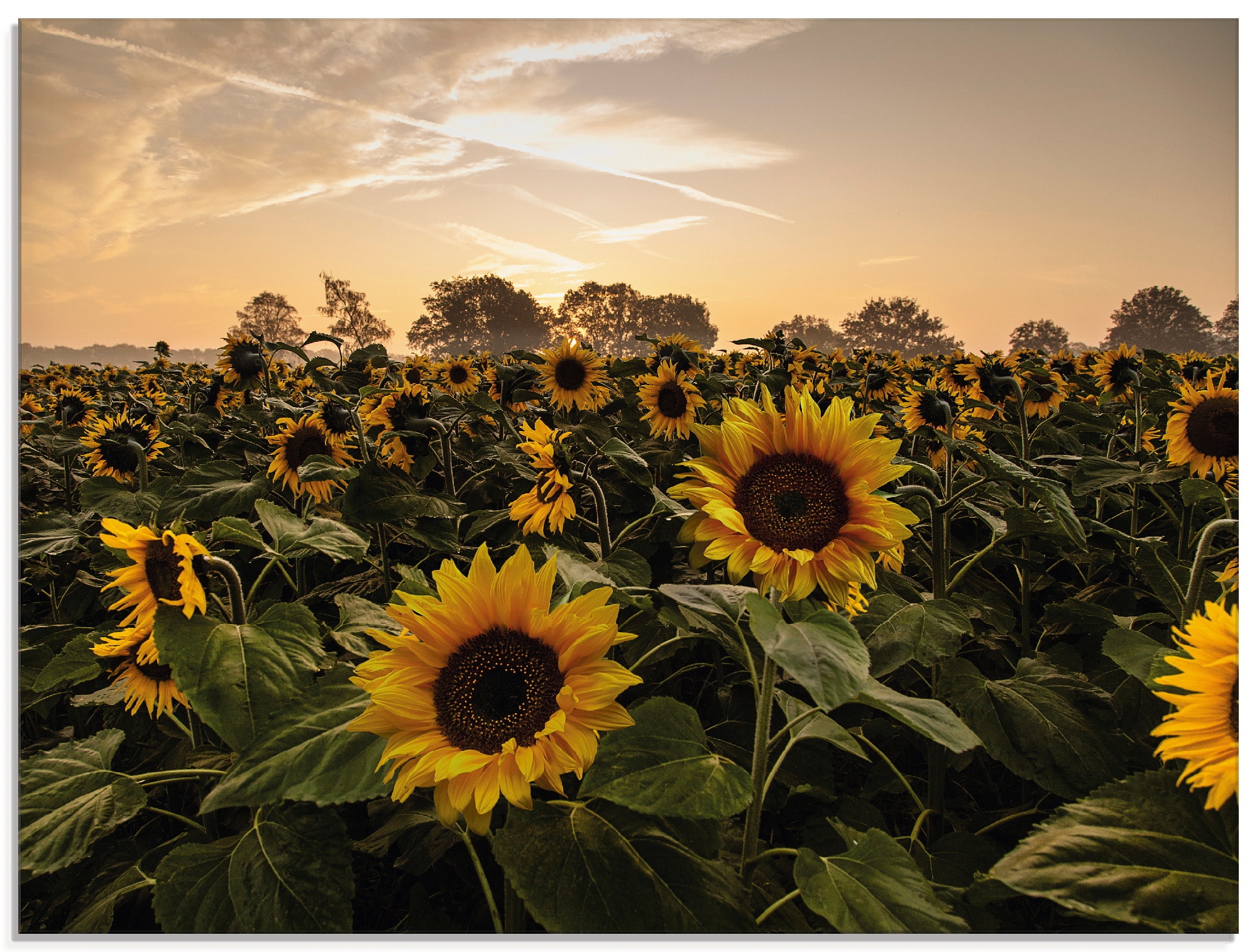 Artland Glasbild »Lasst Blumen sprechen...«, Blumen, (1 St.), in verschiedenen Grössen