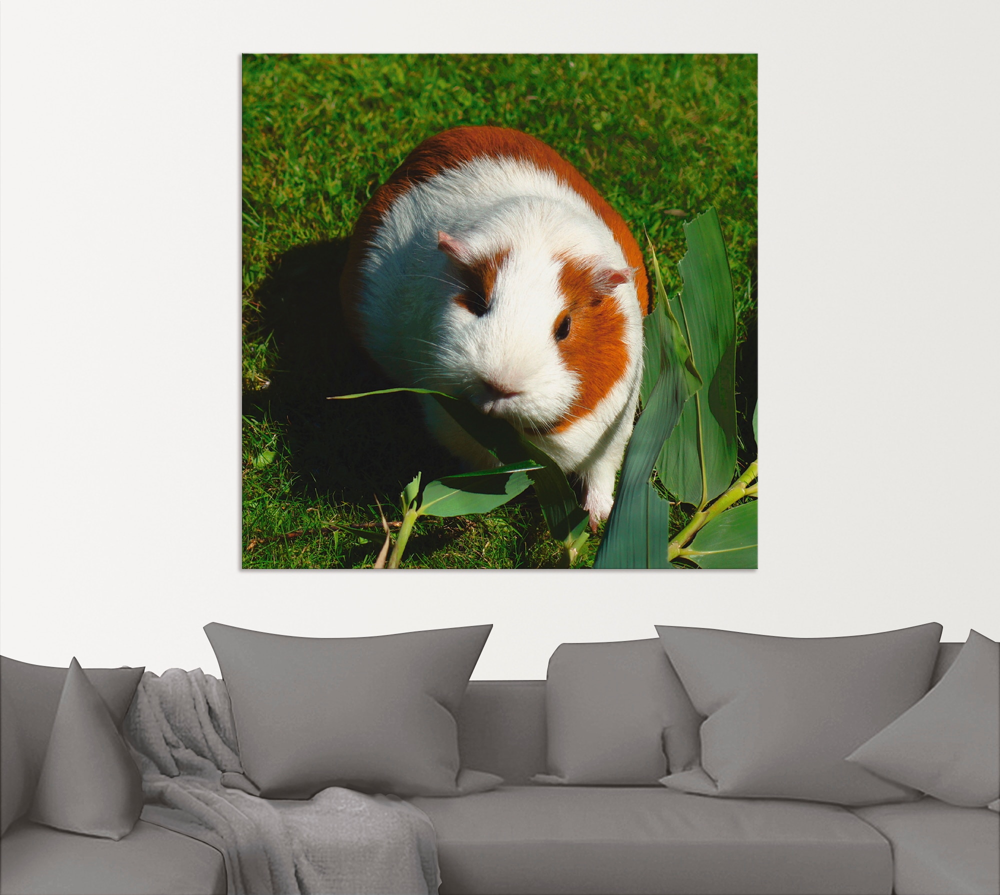 Artland Wandbild »Orange weisses Meerschweinchen«, Haustiere, (1 St.), als Alubild, Outdoorbild, Leinwandbild in verschied. Grössen