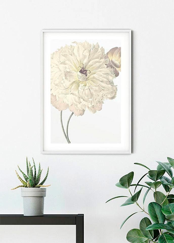 ❤ Komar Wohnzimmer bestellen Blumen, Shop (1 »Illustration Poster Jelmoli-Online St.), Dahlia«, Schlafzimmer, im Kinderzimmer