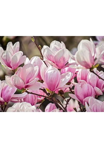Fototapete »Magnolia Flowers«