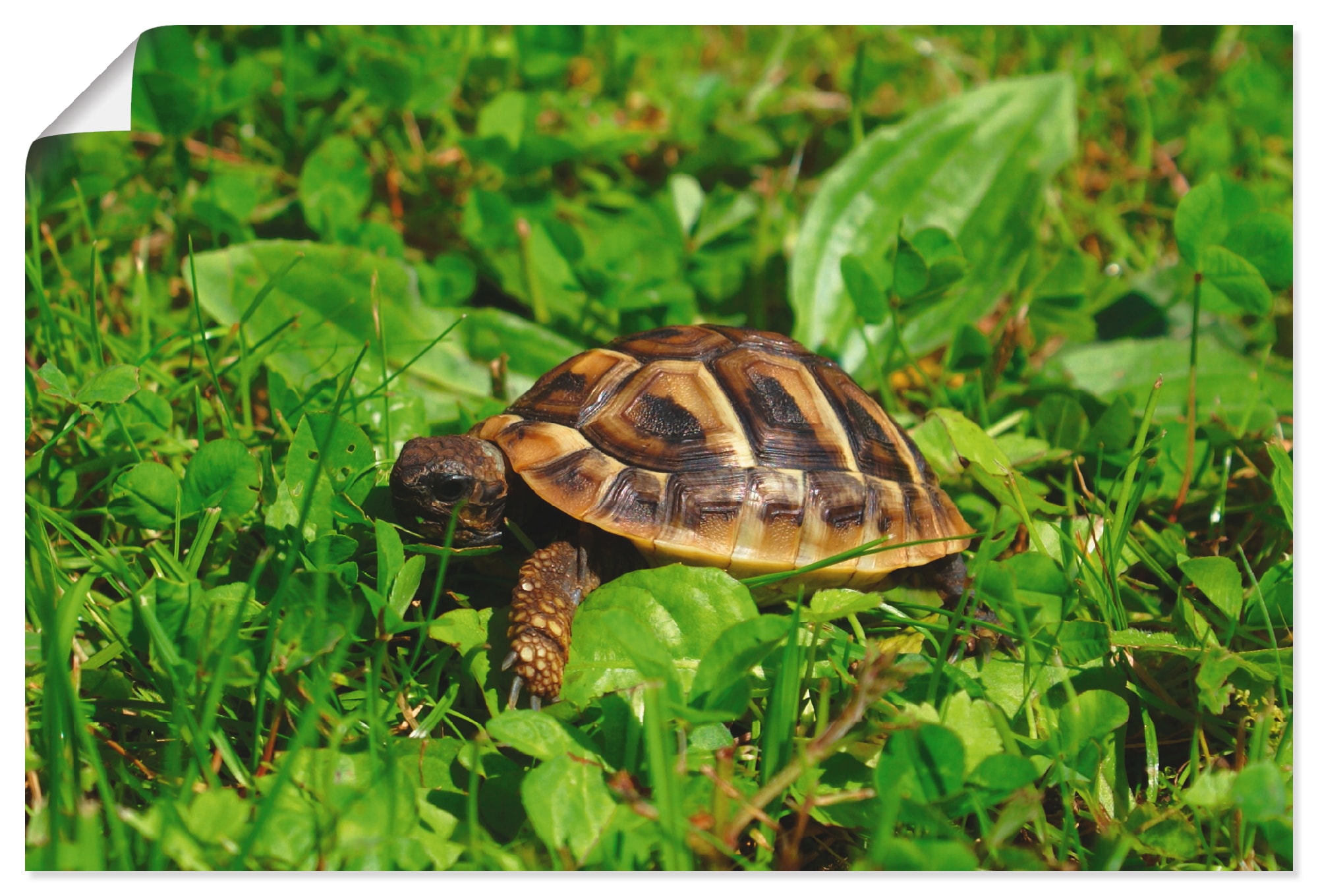 Artland Wandbild »Griechische Landschildkröten Baby«, Reptilien, (1 St.),  als Alubild, Leinwandbild, Wandaufkleber oder Poster in versch. Grössen  online shoppen | Jelmoli-Versand