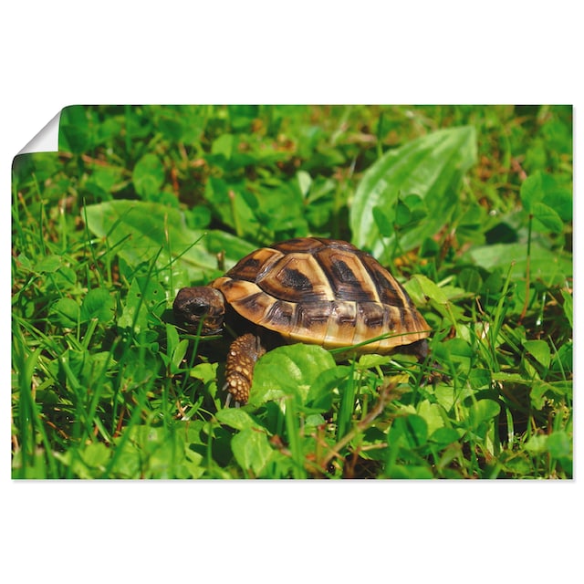 Artland Wandbild »Griechische Landschildkröten Baby«, Reptilien, (1 St.),  als Alubild, Leinwandbild, Wandaufkleber oder Poster in versch. Grössen  online shoppen | Jelmoli-Versand
