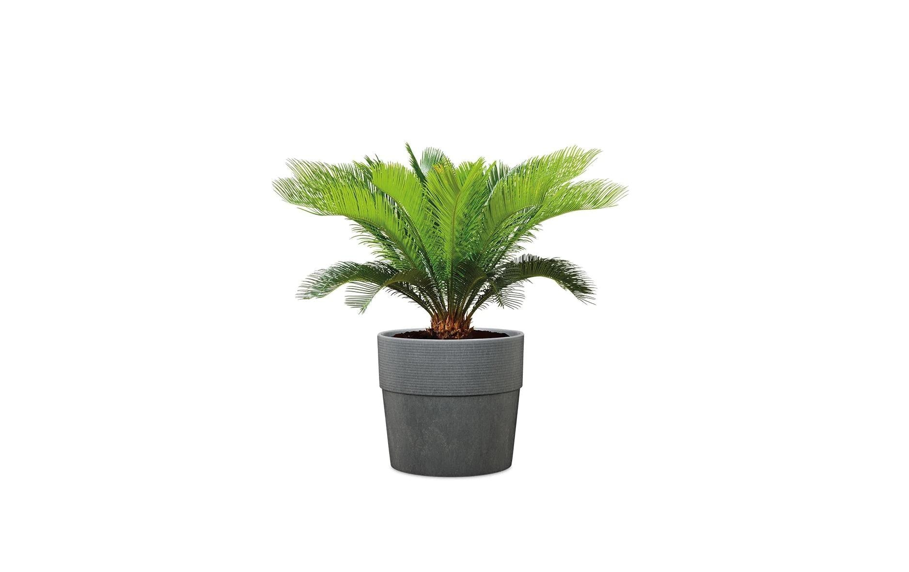 Scheurich Blumentopf »Groove+ Carbon«
