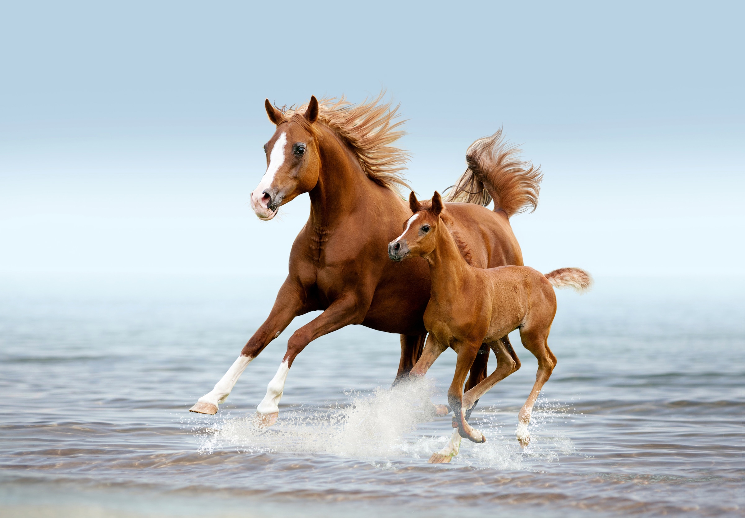 Papermoon Fototapete »PFERDE IM GALOPP-ARABISCHE STUTE MIT FOHLEN TIER STRAND«