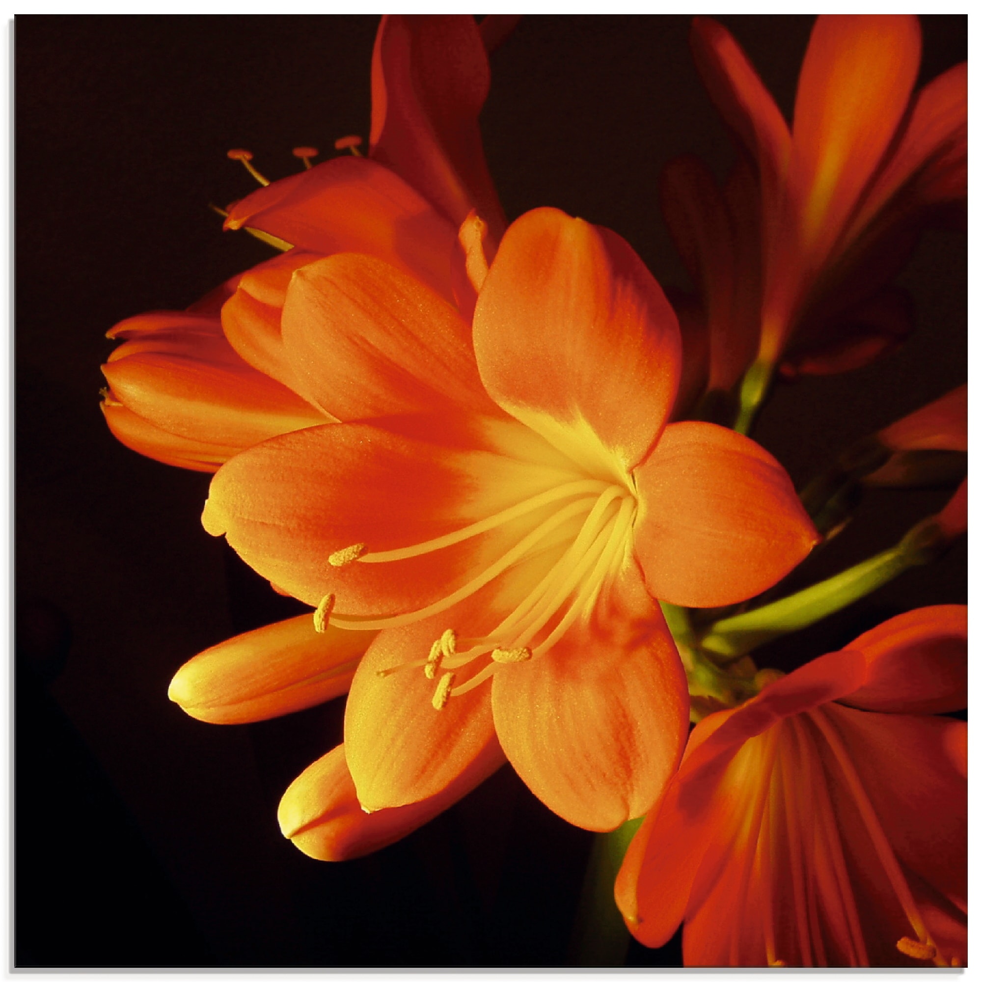 Artland Glasbild »Clivie | online Orange«, verschiedenen (1 kaufen Grössen Blumen, in St.), leuchtendem Jelmoli-Versand in