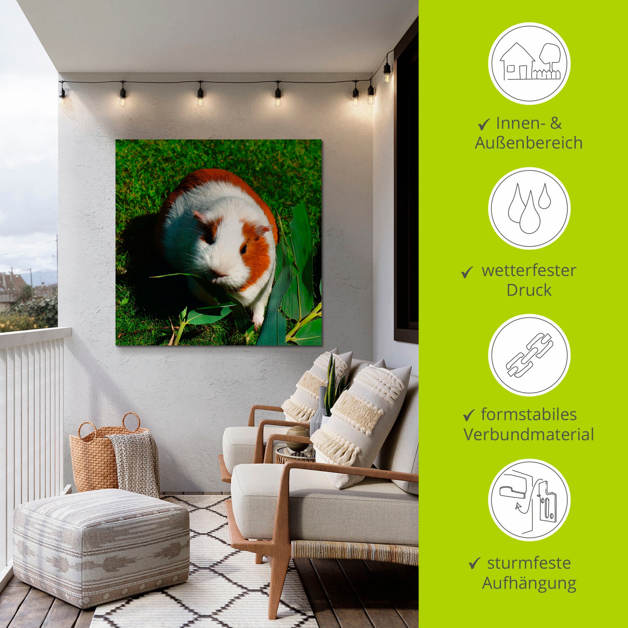 Artland Wandbild »Orange weisses Meerschweinchen«, Haustiere, (1 St.), als Alubild, Outdoorbild, Leinwandbild in verschied. Grössen