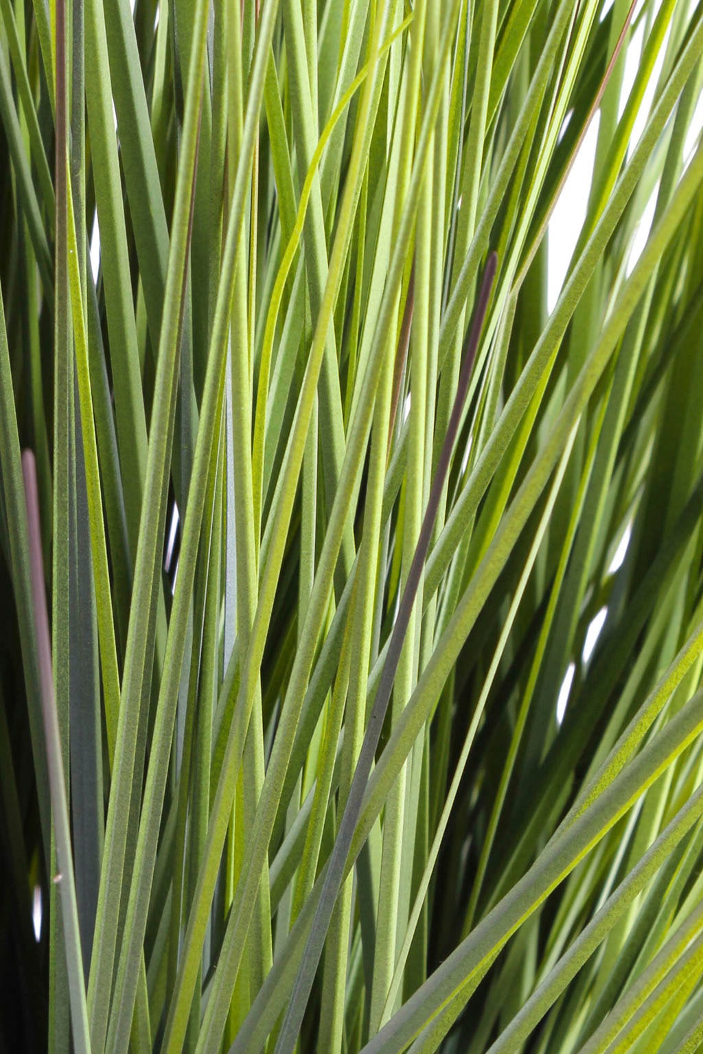 Botanic-Haus Kunstgras »Grasarrangement King Festuca«