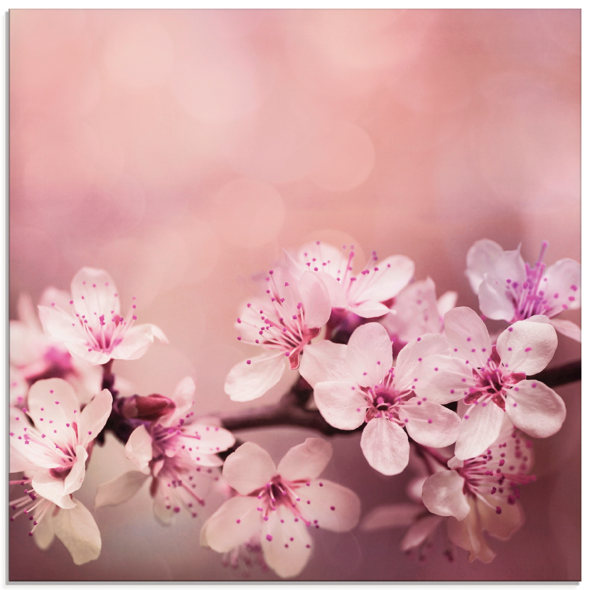online Glasbild shoppen (1 Blumen, Jelmoli-Versand St.), | Artland »Kirschblüten«, in Grössen verschiedenen