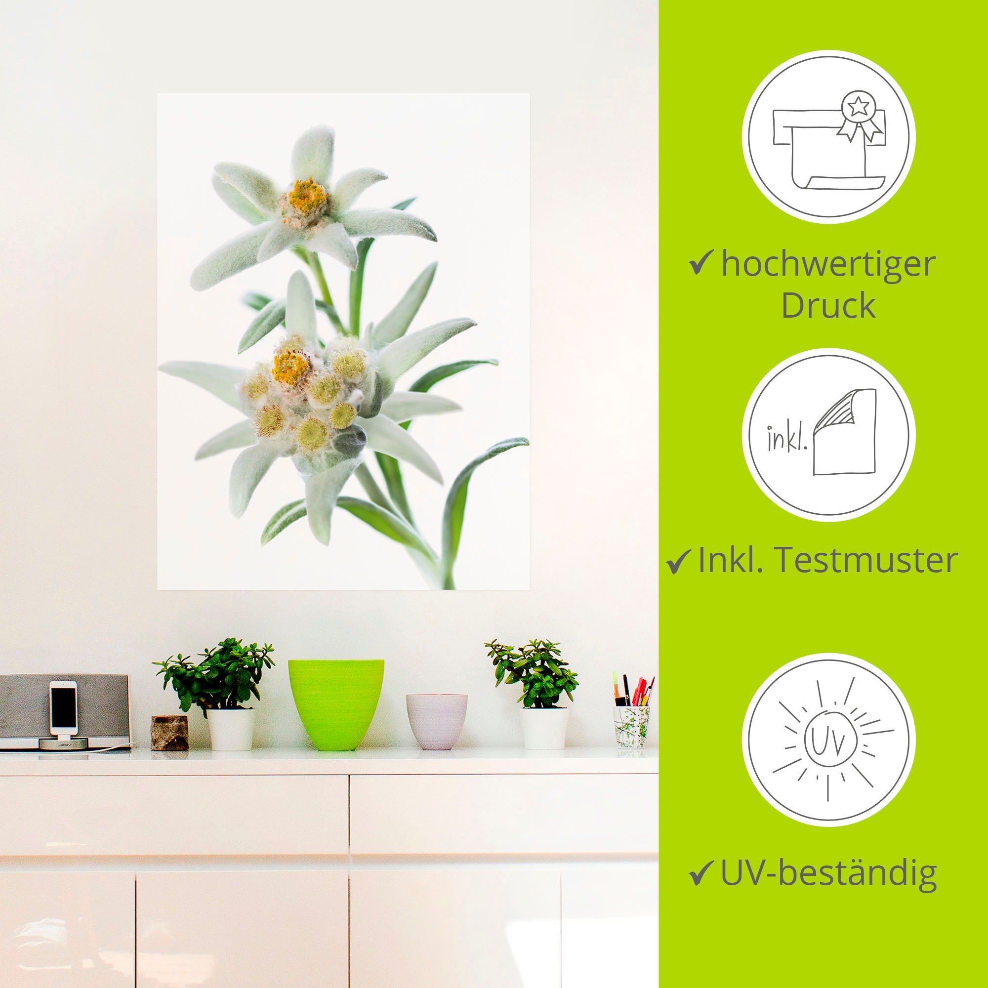 Artland Wandbild »Edelweiss«, Blumen, (1 St.), als Poster, Wandaufkleber in verschied. Grössen