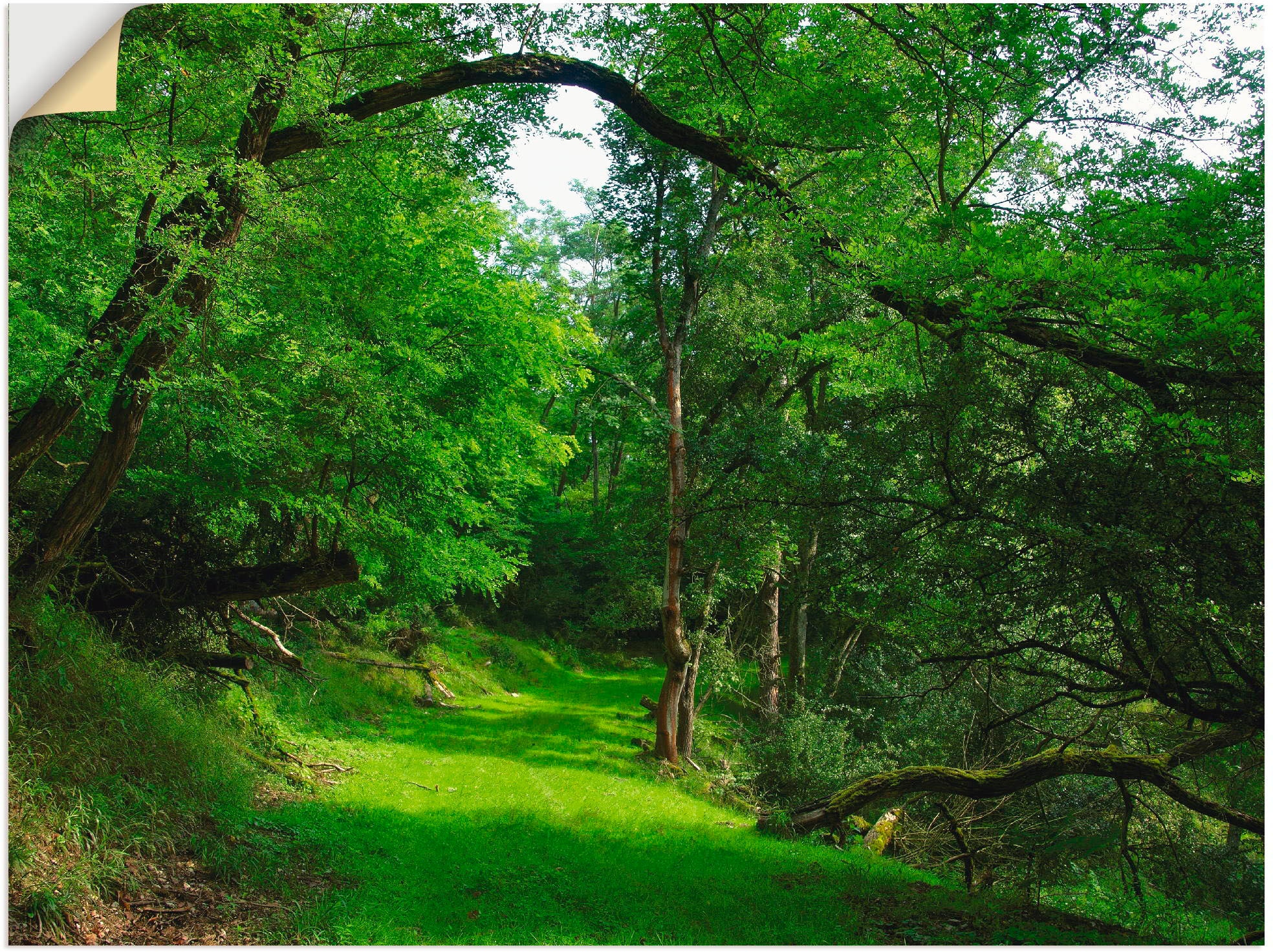 Wandaufkleber Poster | in oder »Grüner Leinwandbild, Wald, Weg Grössen Wandbild kaufen St.), durch versch. als Jelmoli-Versand Wald«, (1 Artland online den