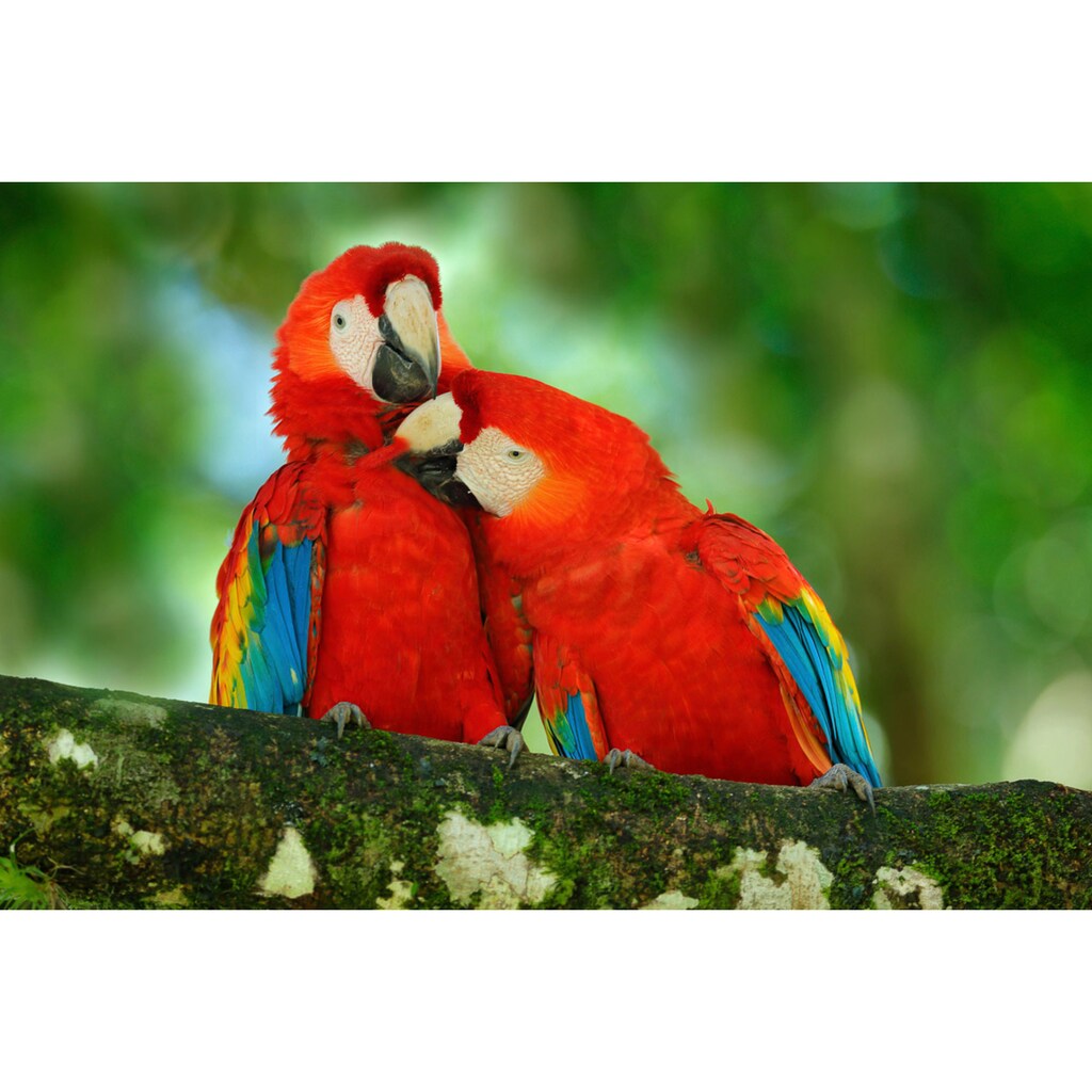 Papermoon Fototapete »Papageien«
