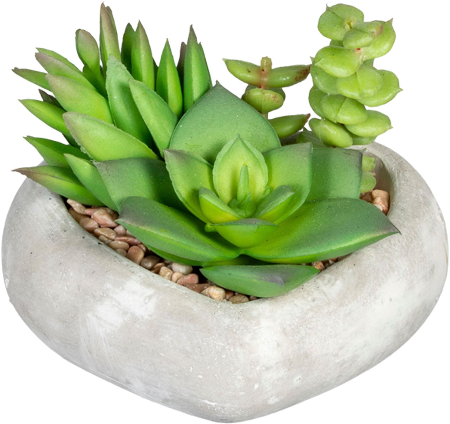 Creativ green Künstliche Zimmerpflanze Set online in Zementschale, 3er bestellen »Sukkulentenarrangement«, Jelmoli-Versand 