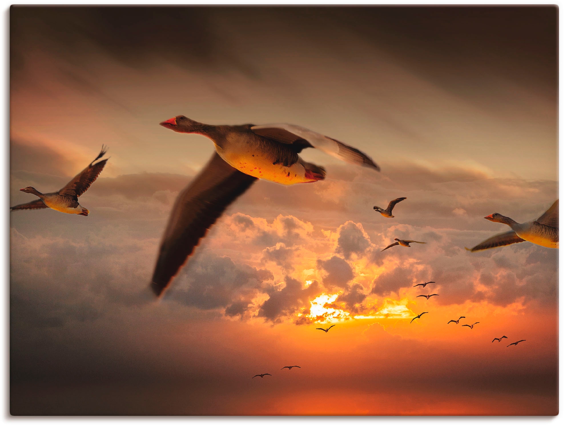 Artland Wandbild »Der Wildgänse...«, als Flug Wandaufkleber in online verschied. | der Grössen Jelmoli-Versand St.), (1 kaufen Vögel, Leinwandbild
