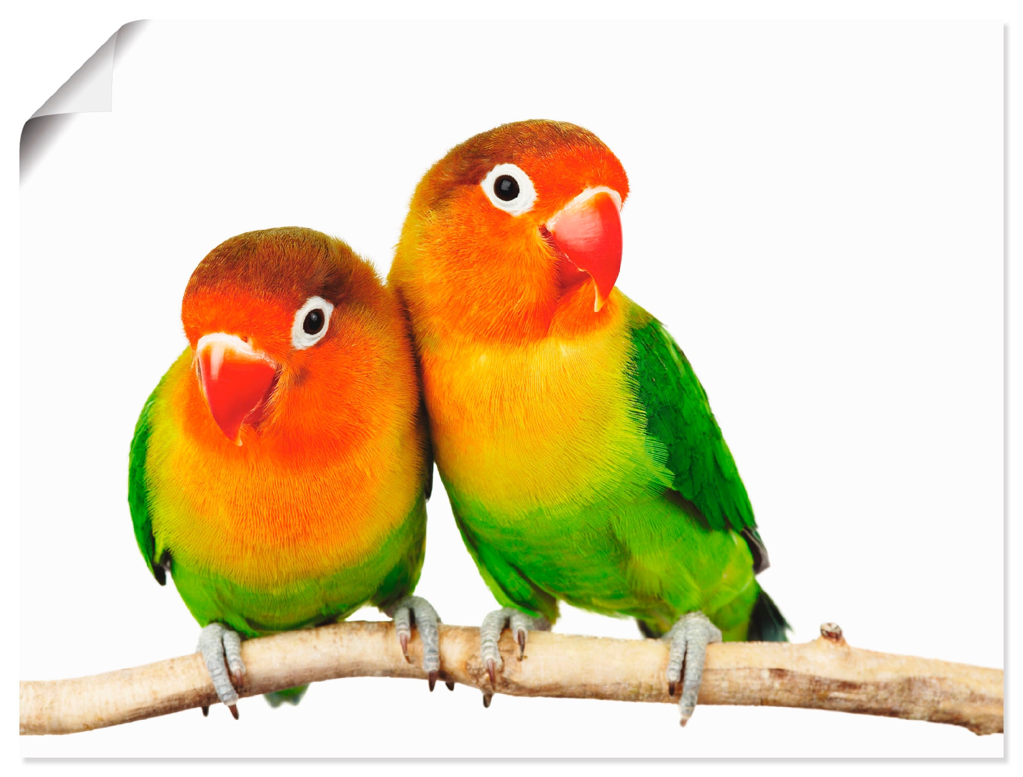 Artland Wandbild »Paar von Grauköpfchen - Papageien«, Vögel, (1 St.), als Leinwandbild, Poster, Wandaufkleber in verschied. Grössen