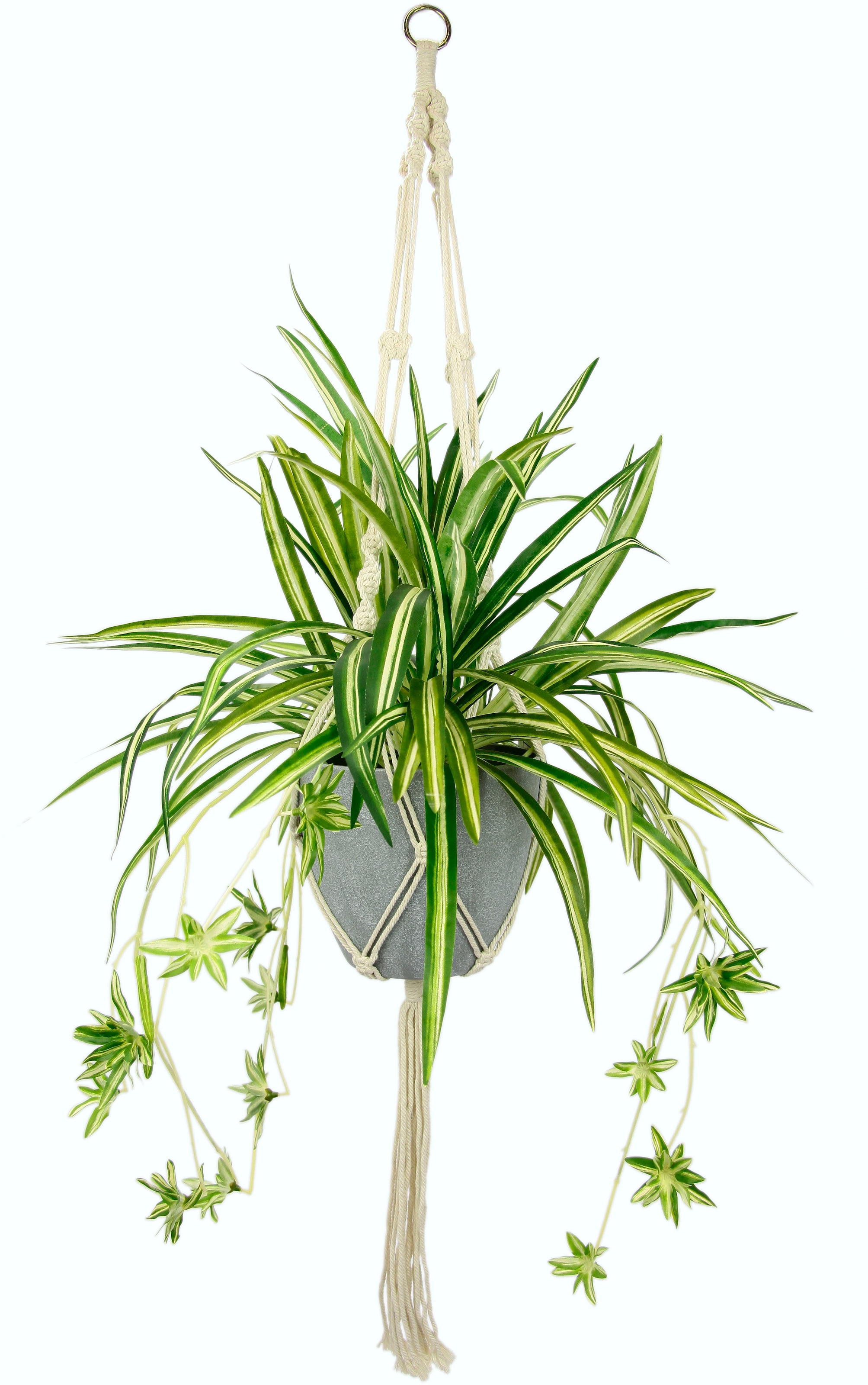| online Jelmoli-Versand Hängeampel kaufen I.GE.A. im Zimmerpflanze »Wasserlilie«, Kunststofftopf, mit Künstliche