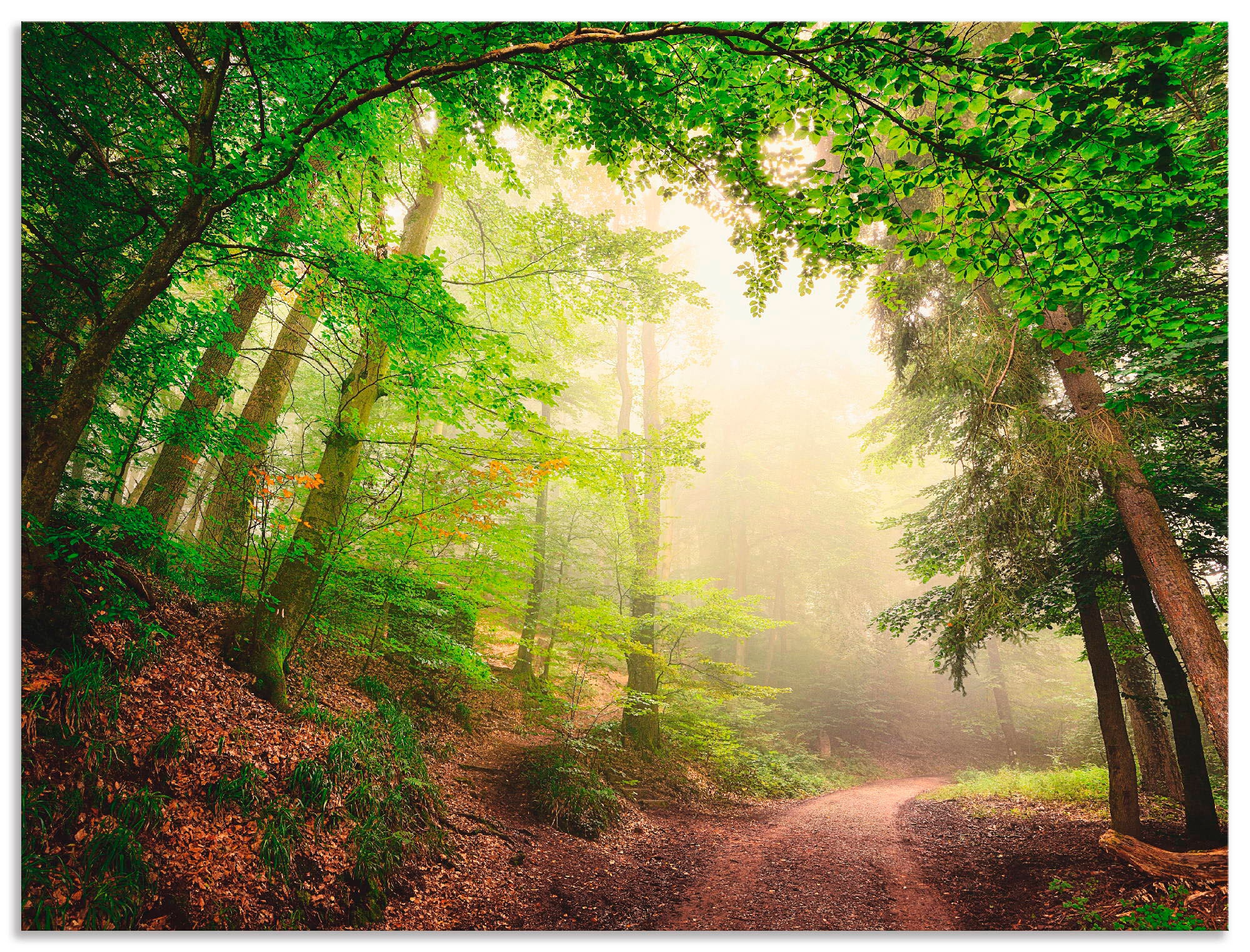 | Wald, als kaufen Grössen Poster Torbögen Leinwandbild, (1 oder Bäume«, Alubild, in Wandaufkleber »Natürliche durch versch. Jelmoli-Versand online Wandbild St.), Artland