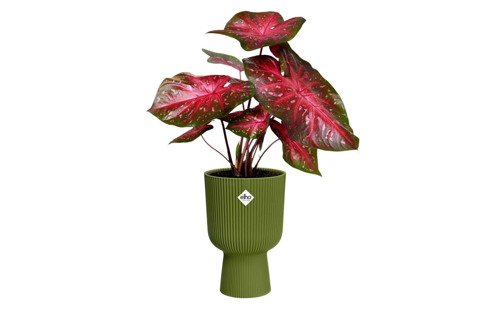 Elho Blumentopf "Vibes Fold Coupe 30 cm"
