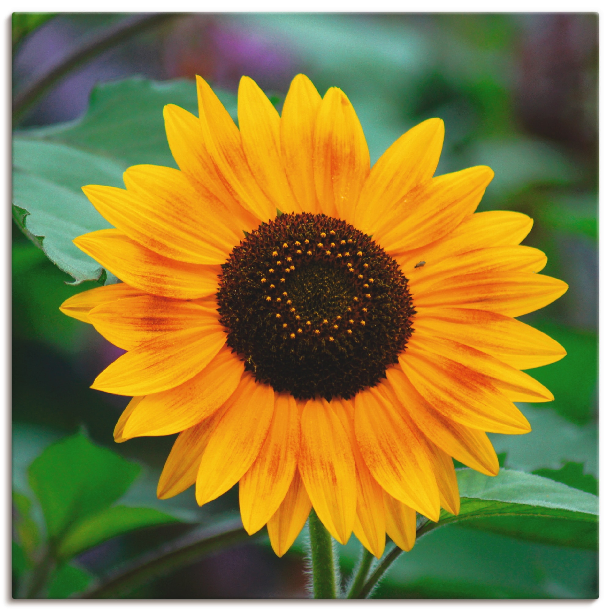 (1 | Alubild, shoppen versch. Artland Wandaufkleber »Sonnenblume«, in Leinwandbild, Wandbild online Blumen, Poster oder Grössen als Jelmoli-Versand St.),