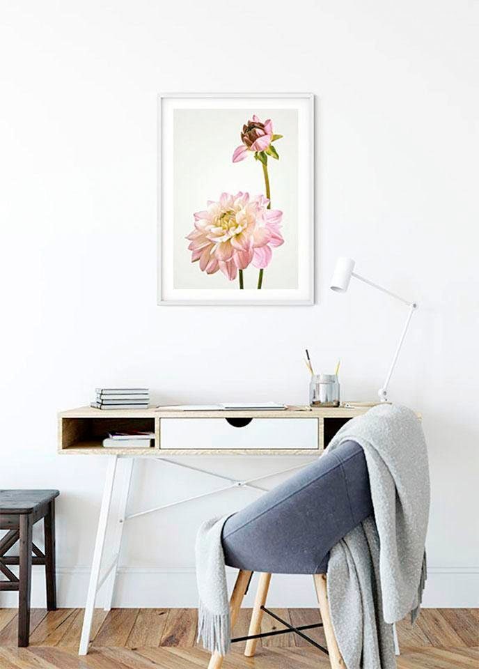 ❤ Komar Poster »Dahlia«, Blumen, (1 St.), Kinderzimmer, Schlafzimmer,  Wohnzimmer kaufen im Jelmoli-Online Shop