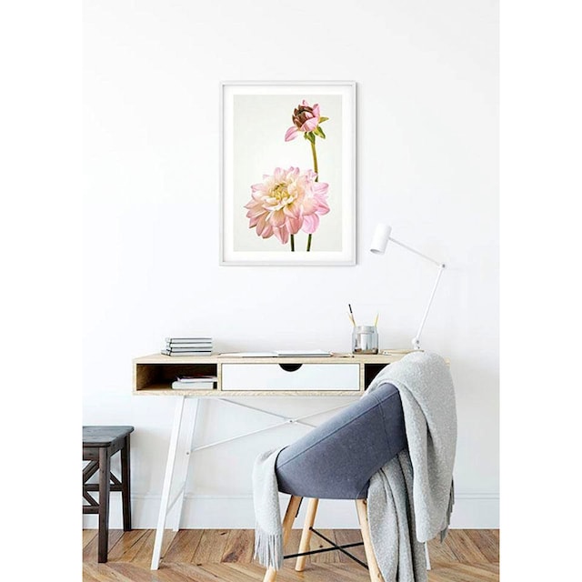 ❤ Komar Poster »Dahlia«, Blumen, (1 St.), Kinderzimmer, Schlafzimmer,  Wohnzimmer kaufen im Jelmoli-Online Shop